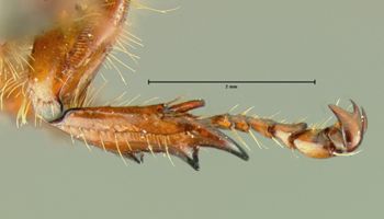 Media type: image;   Entomology 34493 Aspect: front tibia